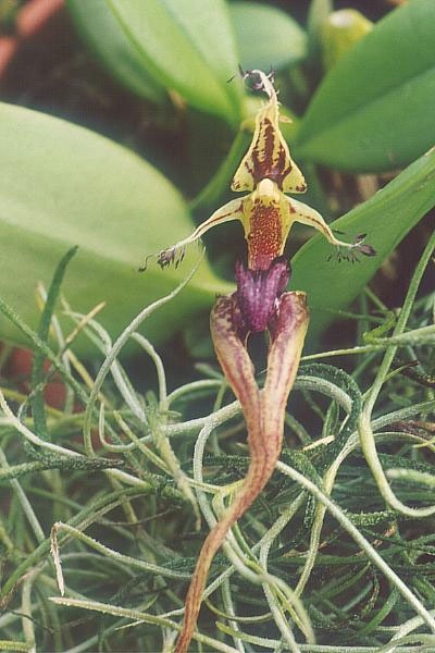Photo:  Bulbophylum putidum Looks like a frog Orchid